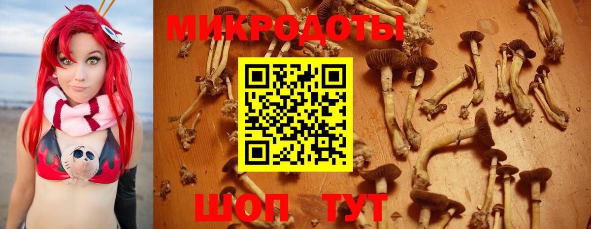 Псилоцибиновые грибы Psilocybine cubensis Азнакаево